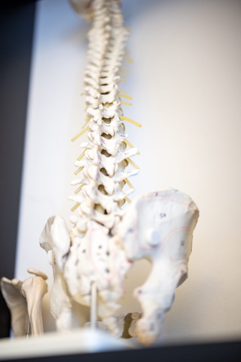 Skelett: Wirbelsäule & Hüfte